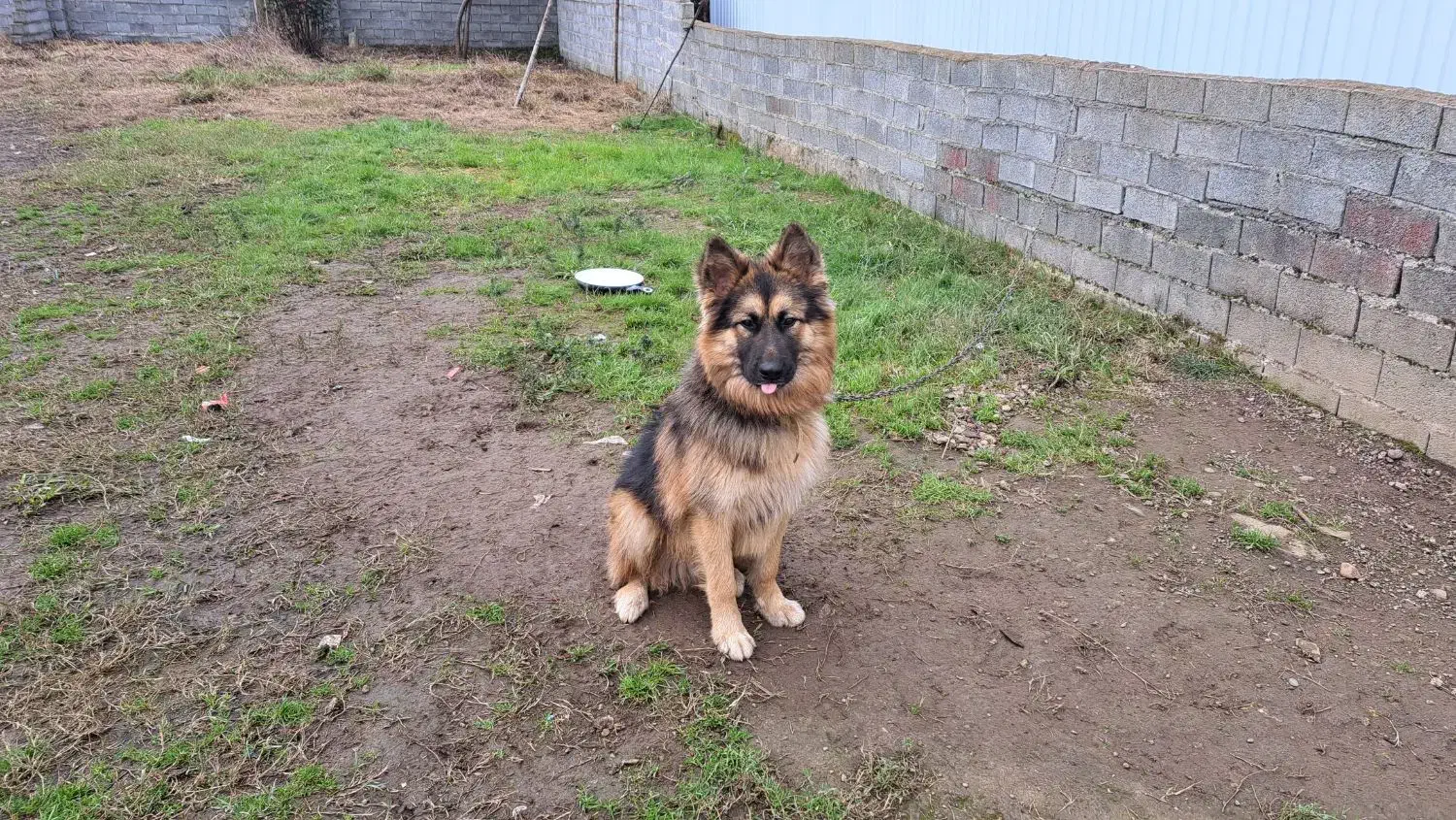 سگهای ژرمن قیمت توافقی|سگ|لاهیجان, خمیر کلایه|دیوار