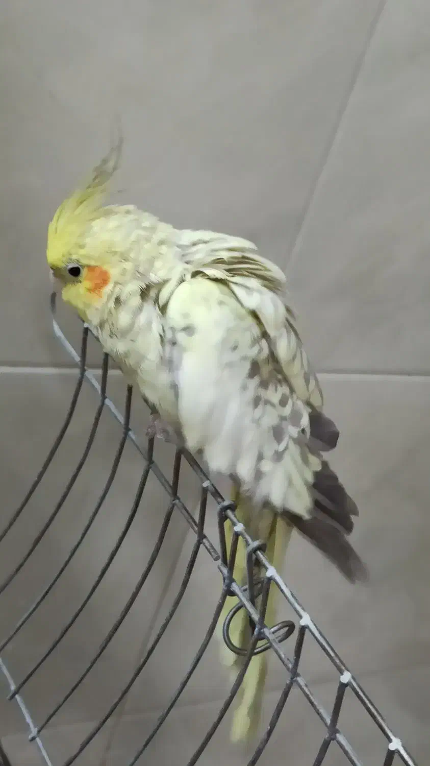 عروس هلندی|پرنده|برخوار, |دیوار