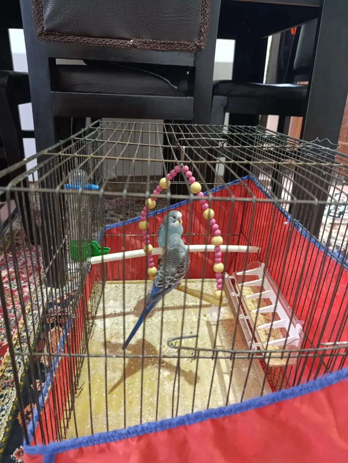 مرغ عشق|پرنده|بروجرد, |دیوار