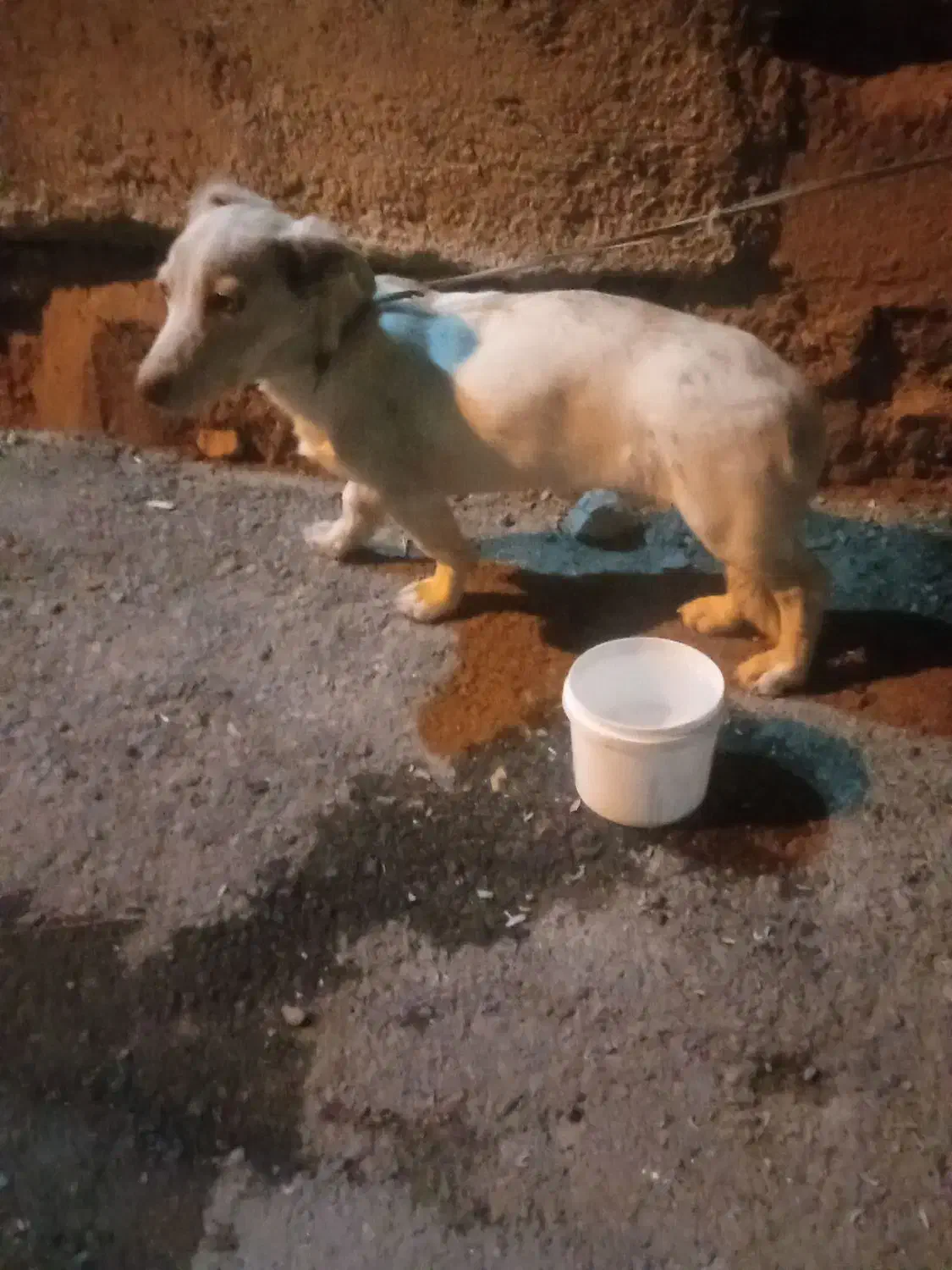 سگ پا کوتاه|سگ|چناران, |دیوار