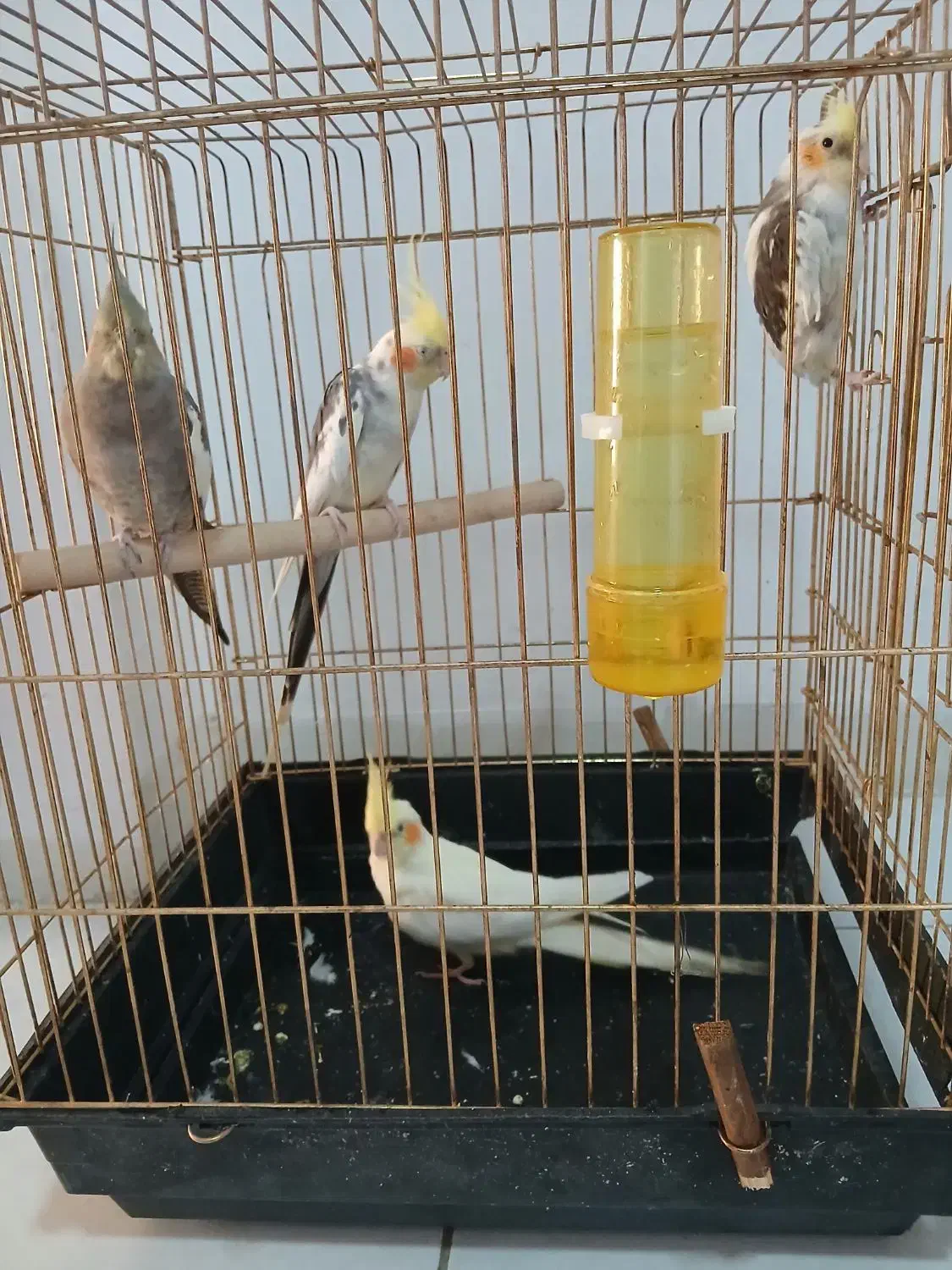 عروس هلندی|پرنده|اصفهان, سپاهان‌شهر|دیوار