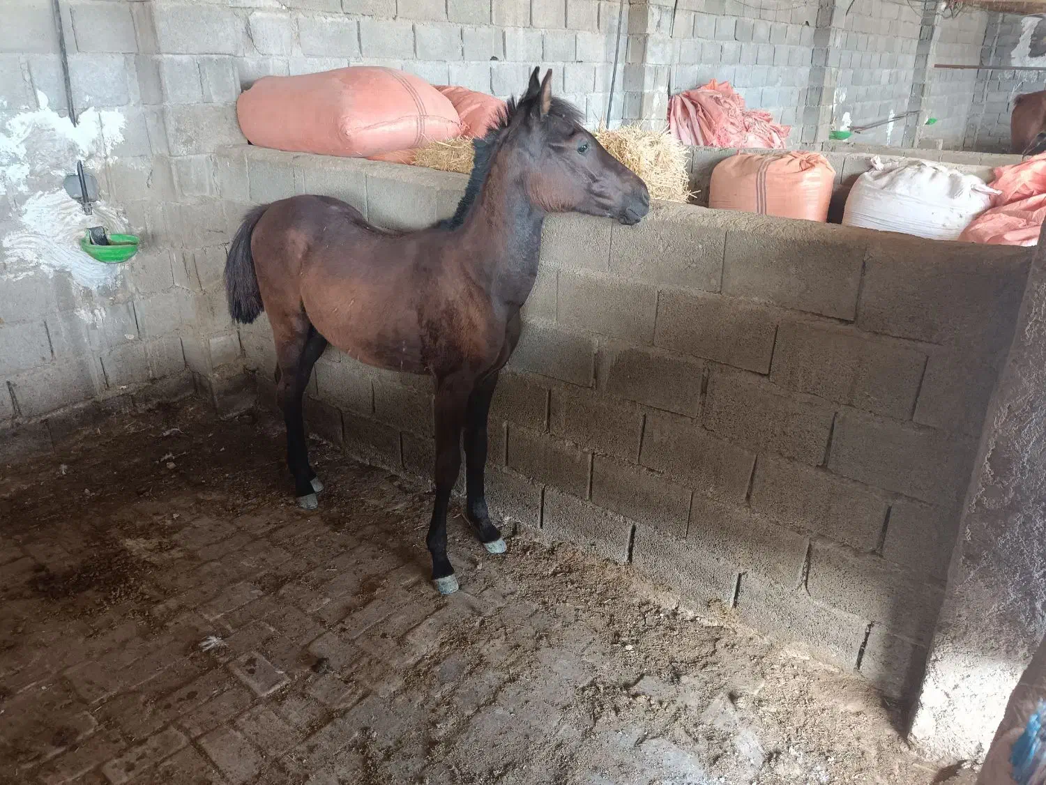 اسب|اسب و تجهیزات اسب‌سواری|لامرد, |دیوار