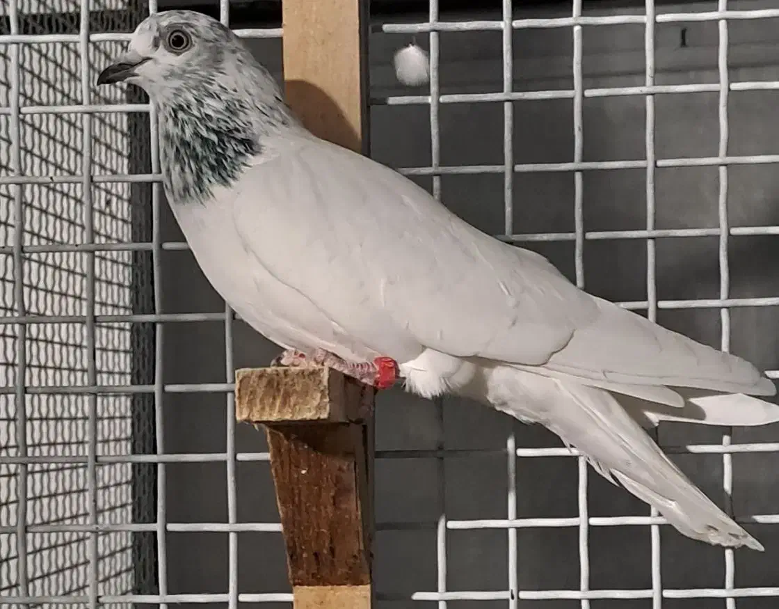 کبوتر هندی|پرنده|بوشهر, |دیوار