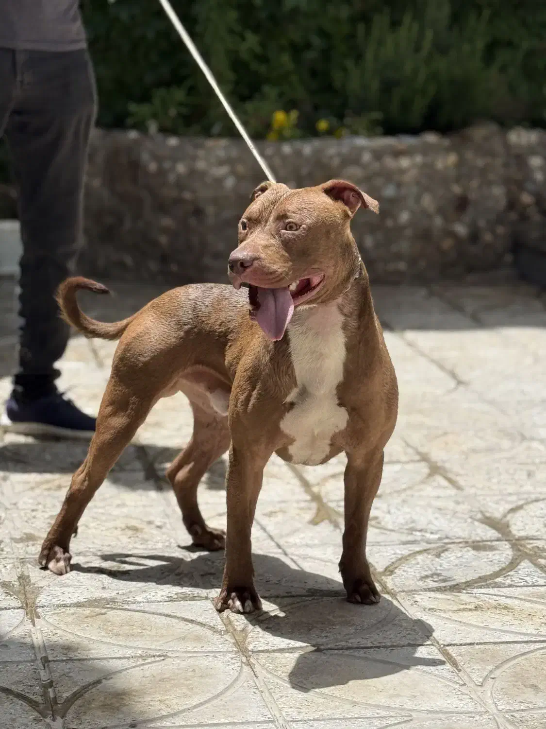 پیتبول بولی واردات اوکراین|سگ|ابهر, |دیوار