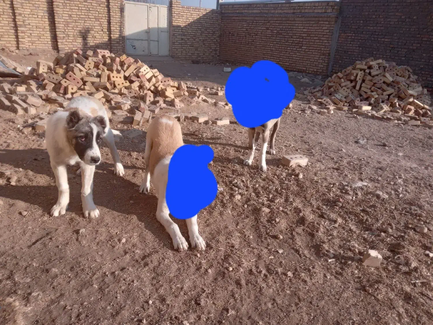 فروش توله سرابی|سگ|زنجان, |دیوار