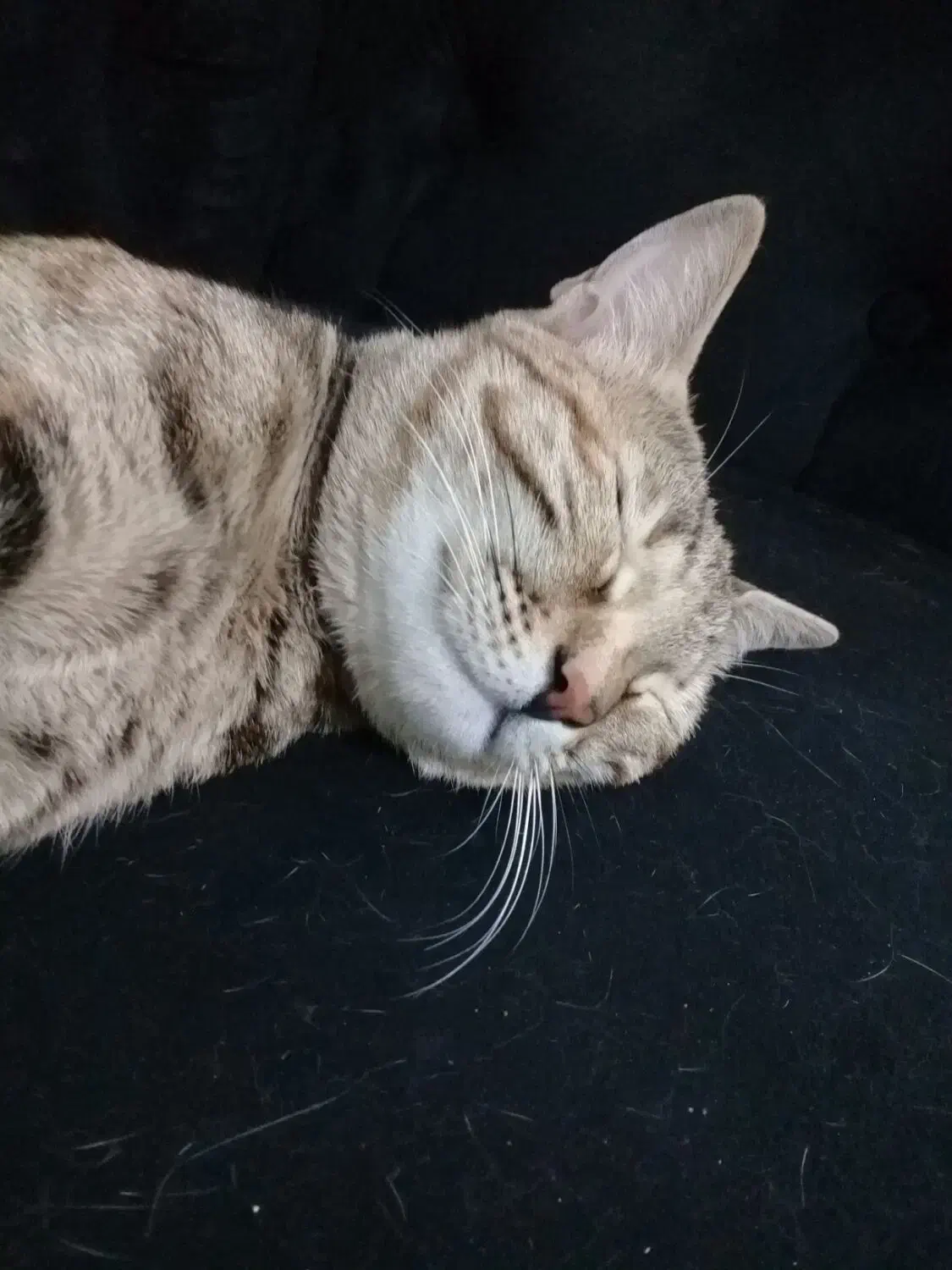 واگذاری گربه|گربه|اندیمشک, |دیوار