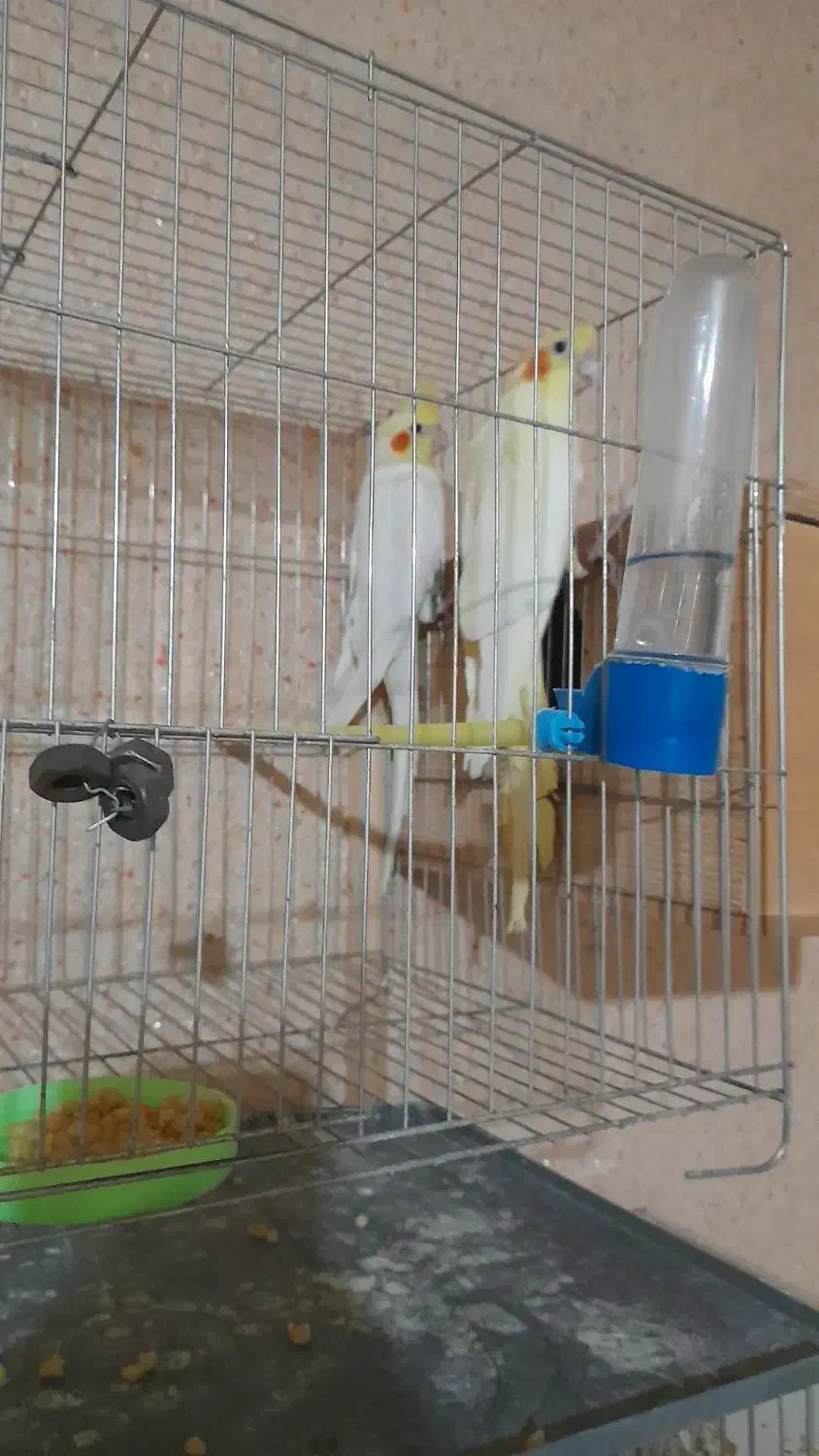 عروس هلندی|پرنده|رشت, نظری|دیوار