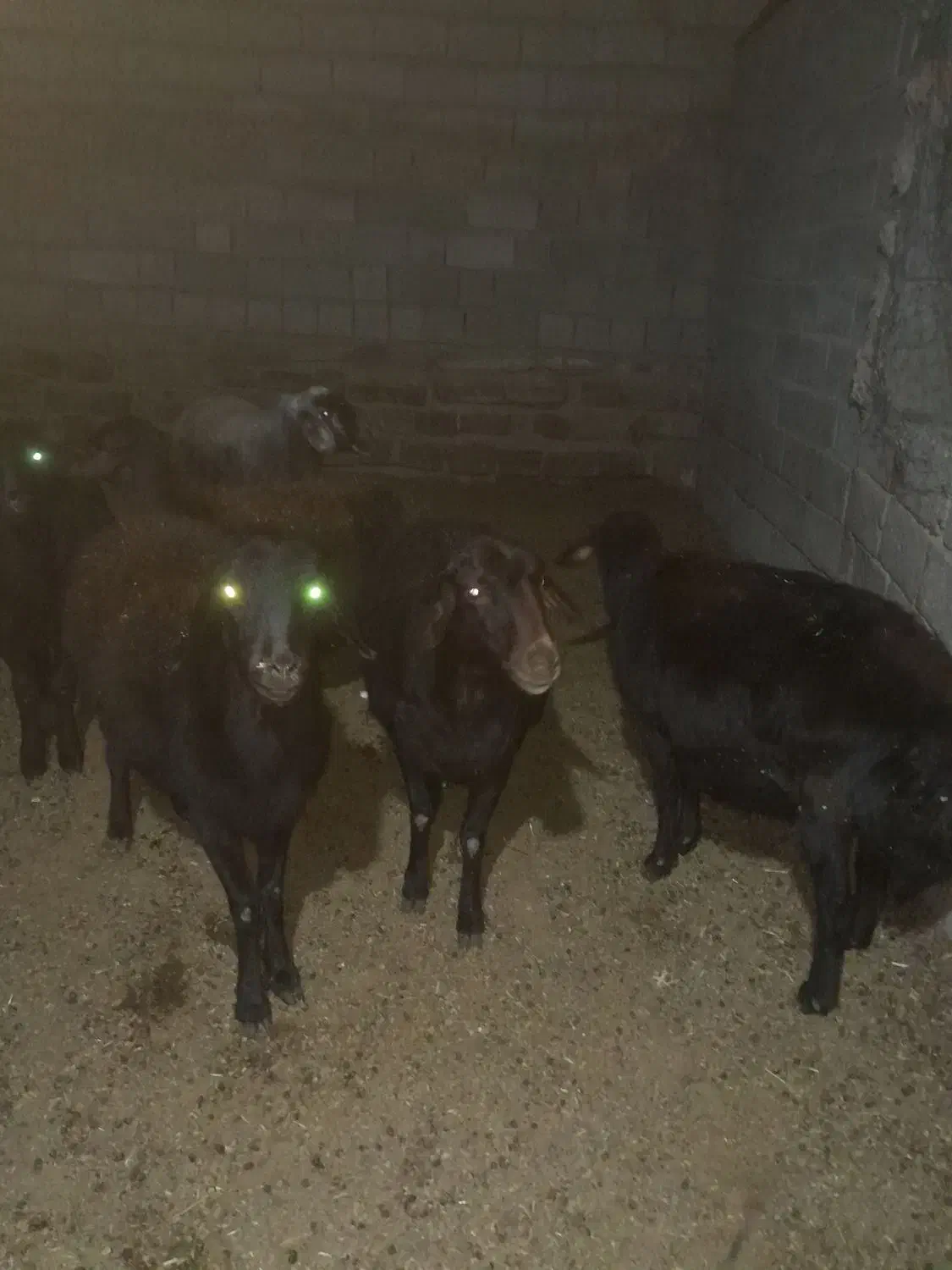 پنج عدد میش داشتی|حیوانات مزرعه|طاغنکوه, |دیوار