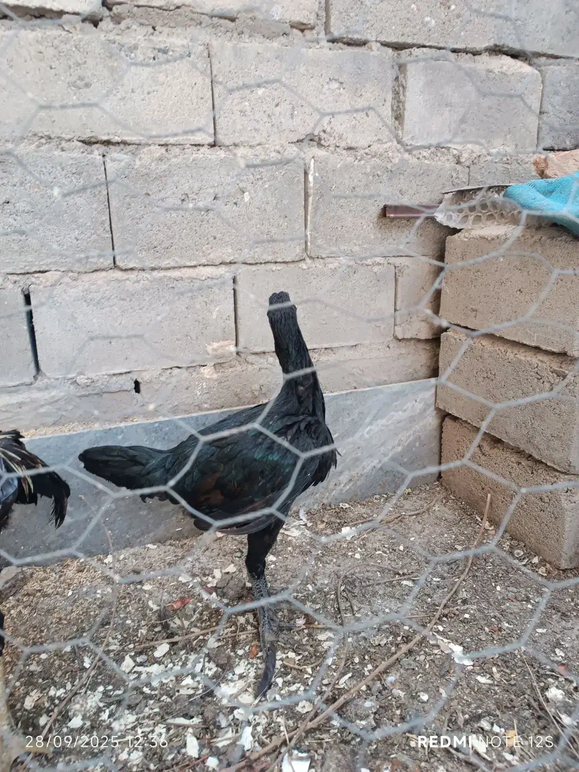 مرغ و خروس واقعا دانگ بال همانند شتر مرغ|حیوانات مزرعه|ملکان, |دیوار