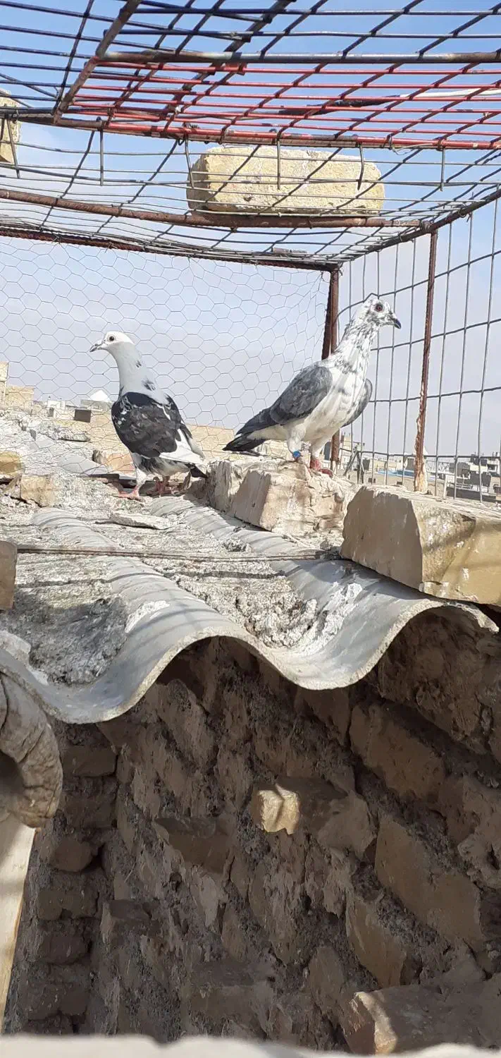 کفتر فروشی|پرنده|تربت جام, میان جام|دیوار