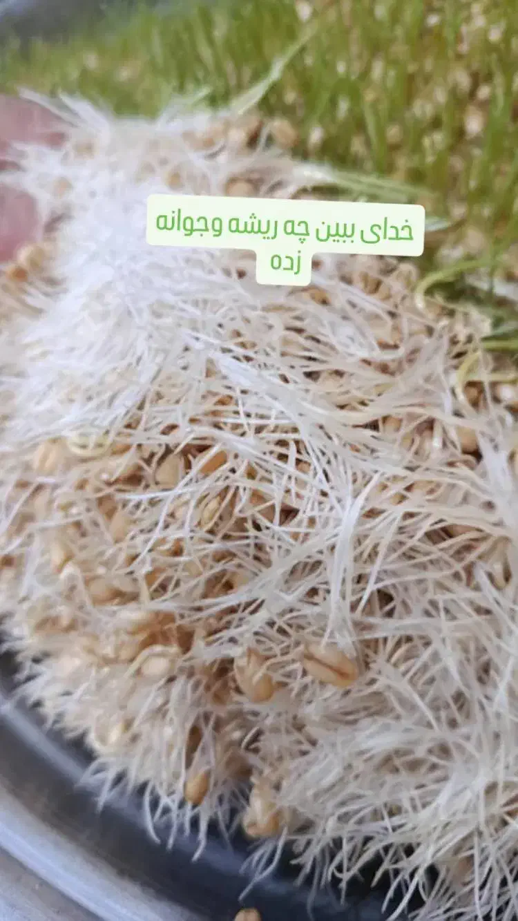سلام، محصولات خانگی با کیفیت عالی وبهداشتی|خوردنی و آشامیدنی|شیراز, کوی آزادگان|دیوار