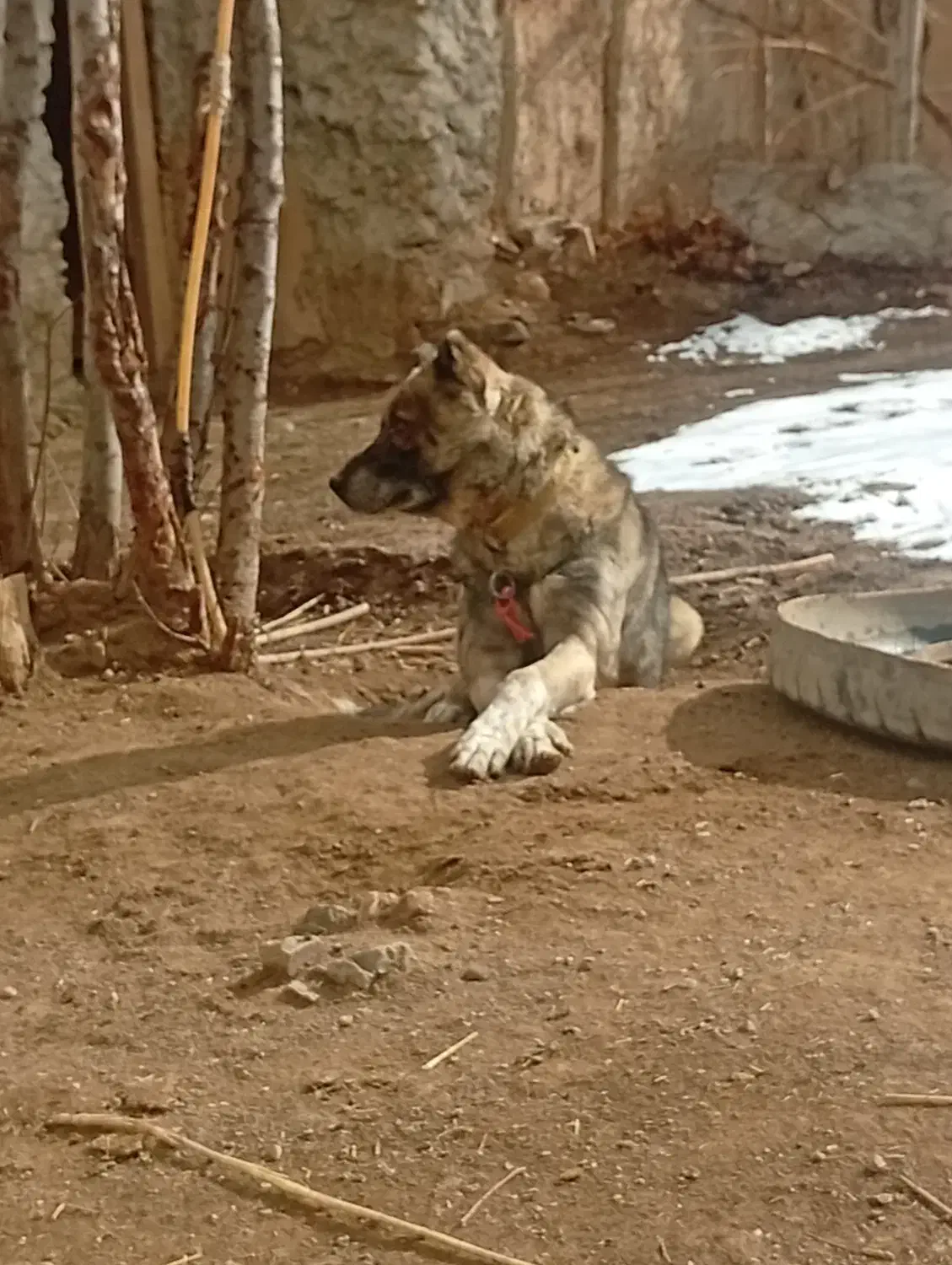 سگ نگهبان|سگ|خنداب, |دیوار