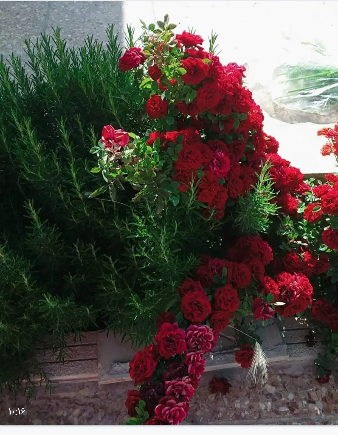 ویلا باغ قصردشت 2600 متر|فروش خانه و ویلا|سیاخ دارنگون, |دیوار