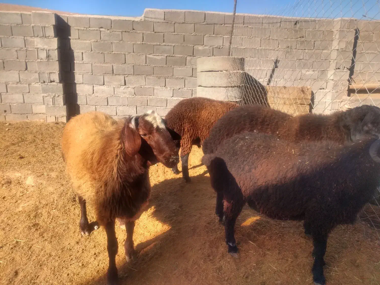 قوچ همو وبره قوچ هتروزیگوت شال و افشار و قره قزل|حیوانات مزرعه|بجنورد, |دیوار