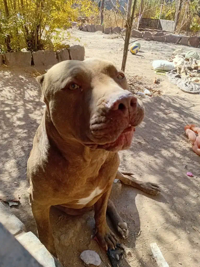 واگذاری سگ پیت بول|سگ|تربت جام, مسکن مهر|دیوار