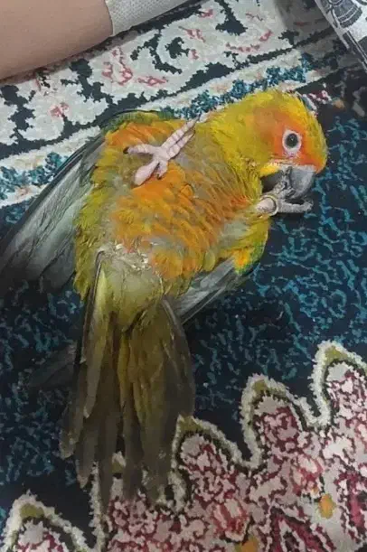 پرنده|پرنده|اهواز, بهارستان|دیوار