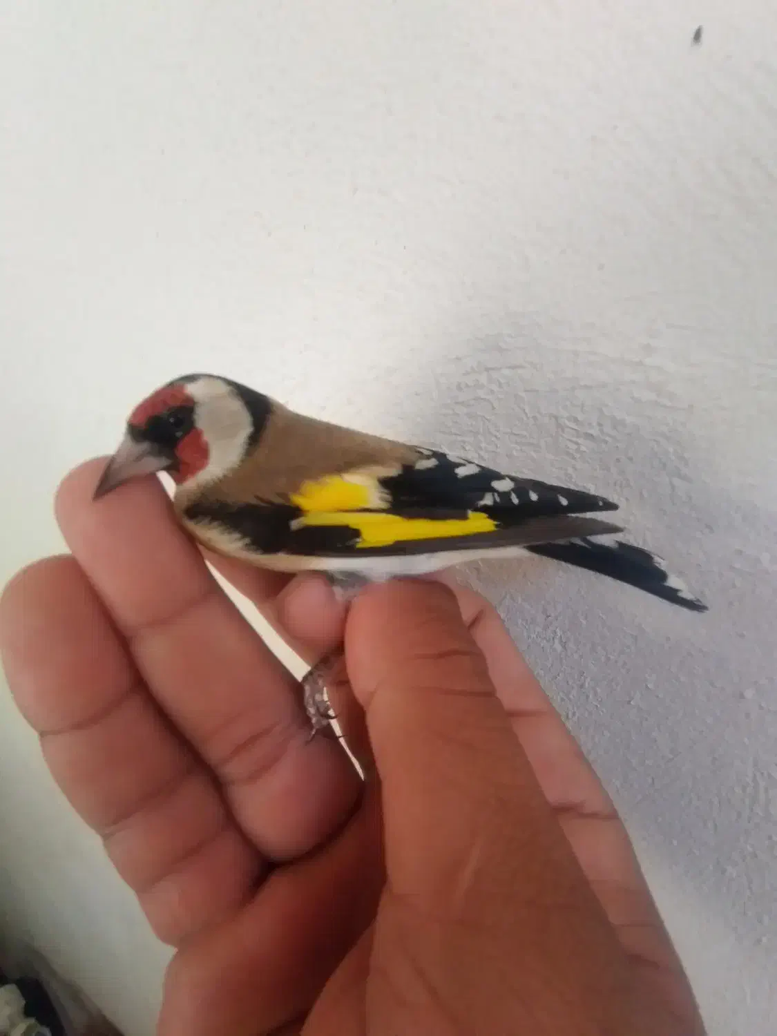 سیره گلچین|پرنده|سرپل ذهاب, |دیوار