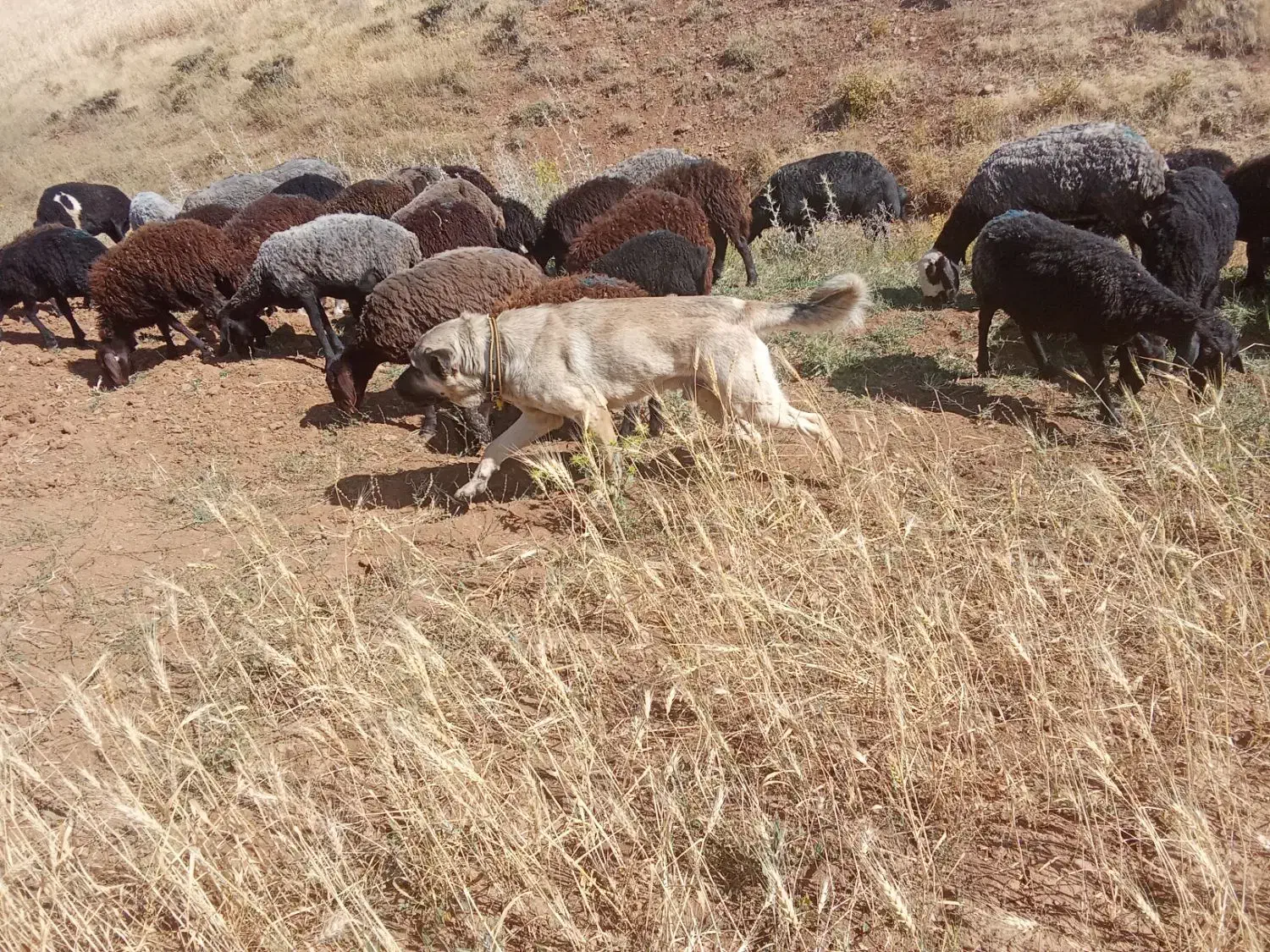 سگ سرابی|سگ|قیدار, |دیوار