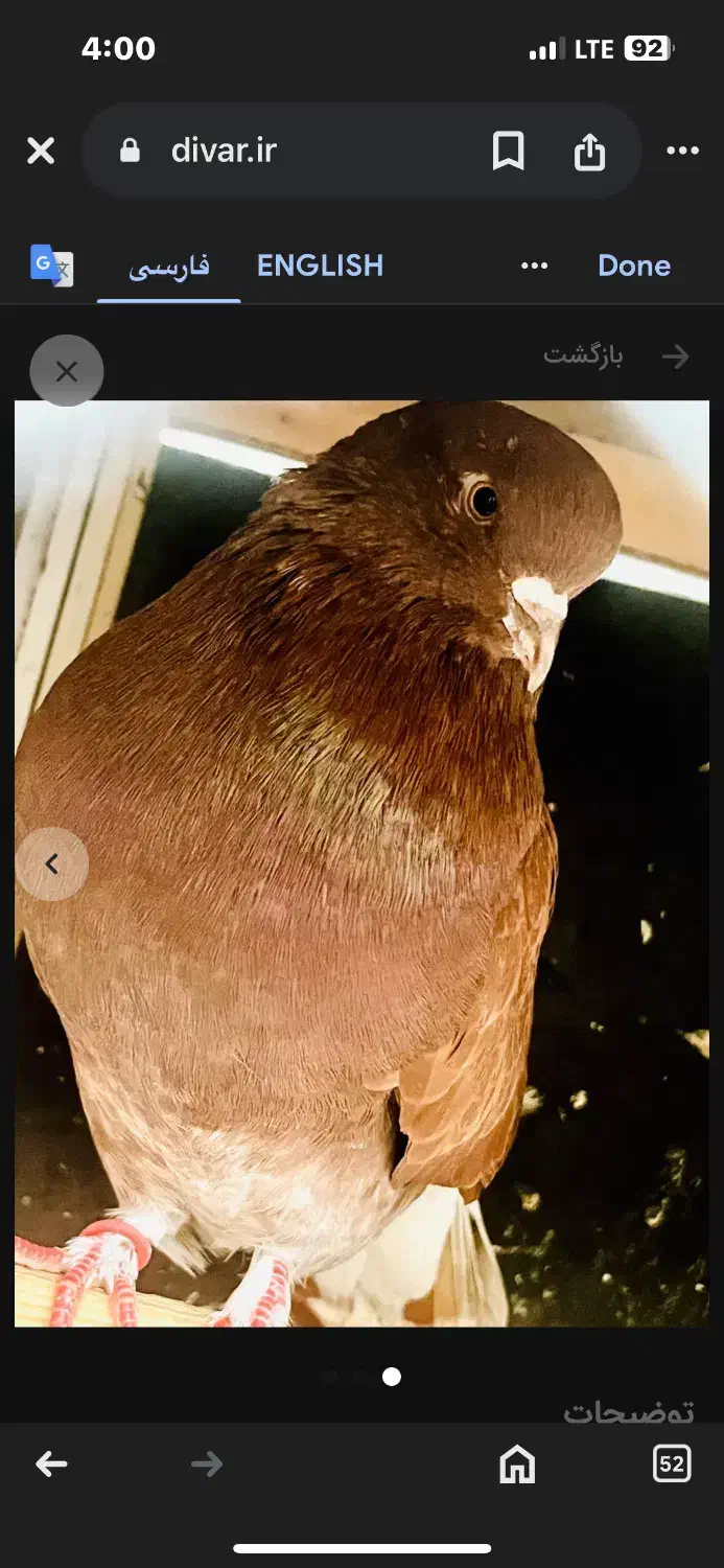 کفترقرمز|پرنده|رشت, دیانتی|دیوار