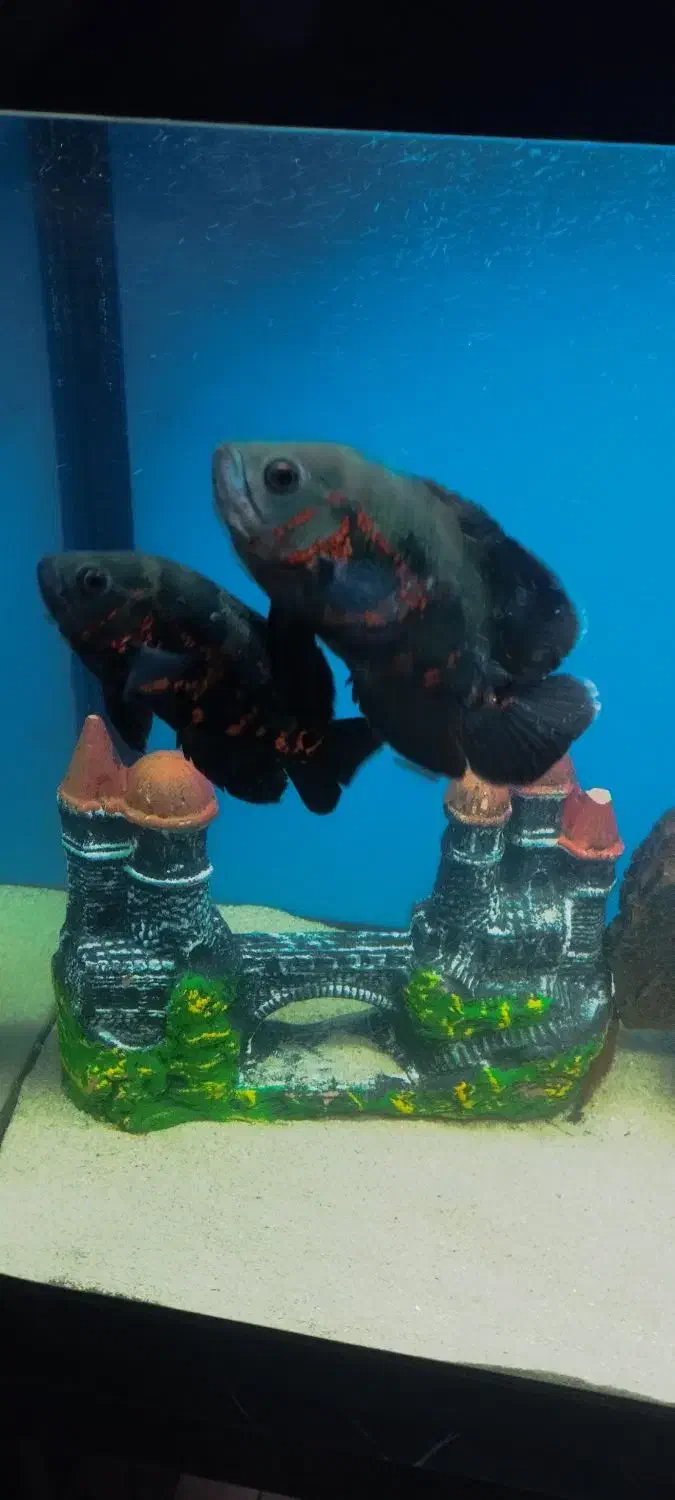 ماهی اسکار|ماهی|شیراز, شهرک گلستان شمالی|دیوار