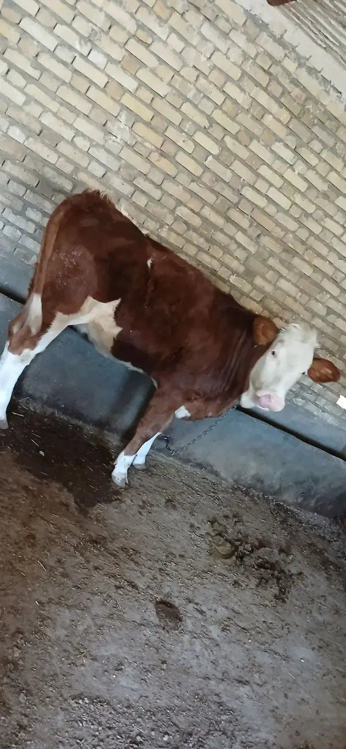 گوساله ماده|حیوانات مزرعه|قیدار, |دیوار