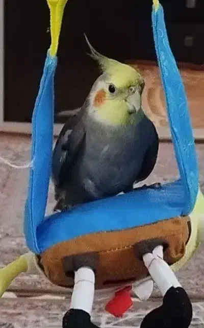 عروس هلندی نر طوسی گمشده|حیوانات|قم, کیوانفر|دیوار