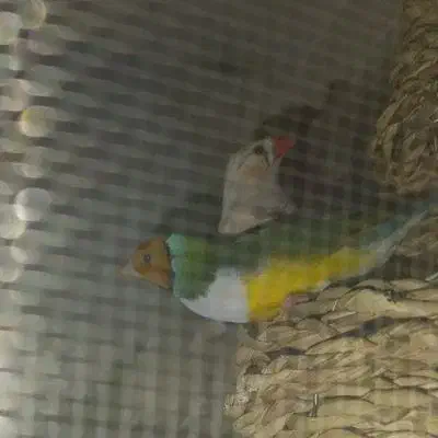 فنچ گلدین|پرنده|پاکدشت, پاکدشت (مامازند)|دیوار