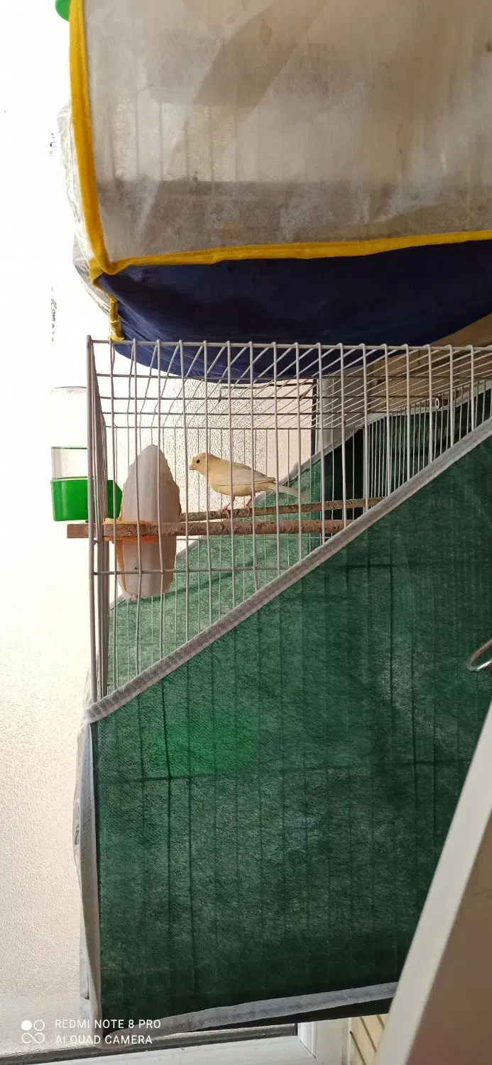 قناری ماده پرتقالی|پرنده|مشهد, فارغ التحصیلان|دیوار