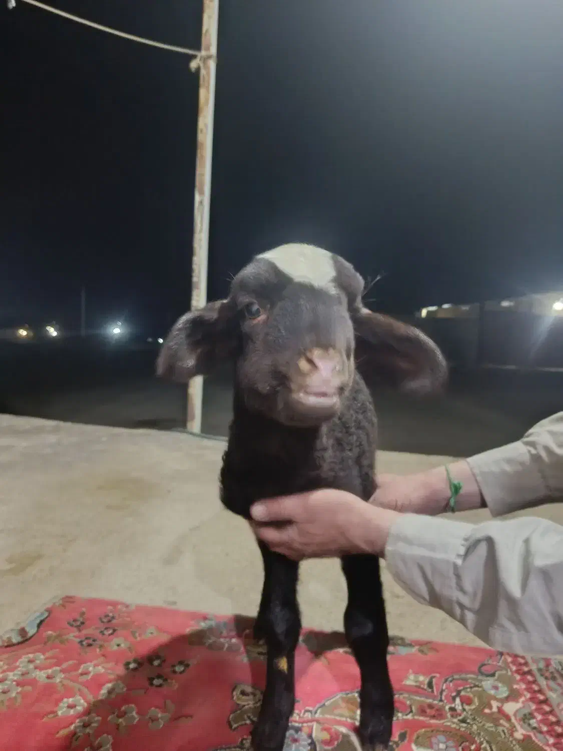 بره شیری|حیوانات مزرعه|جوکار, |دیوار