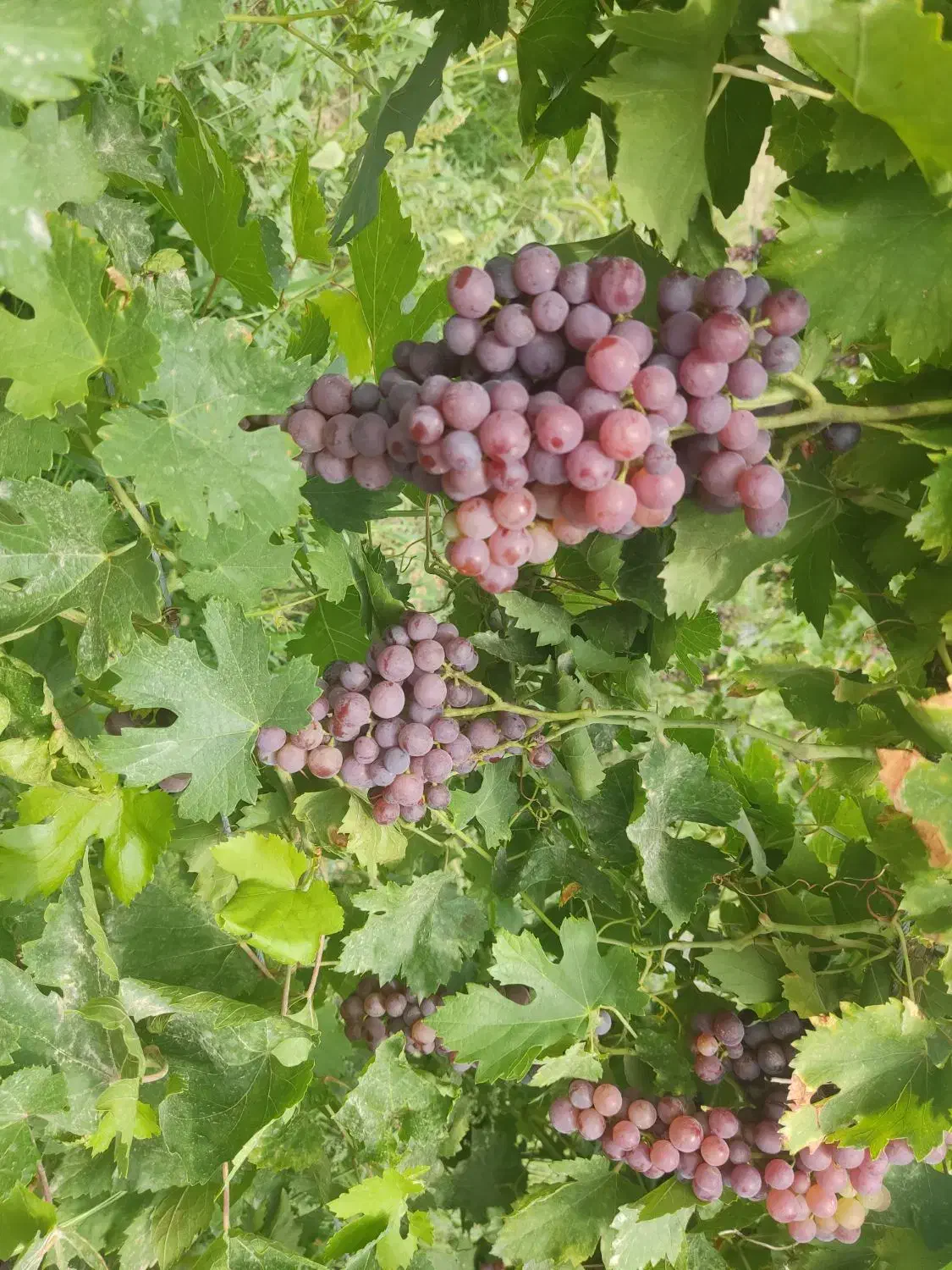 باغ انگور|فروش دفتر صنعتی، کشاورزی، تجاری|آشخانه, |دیوار