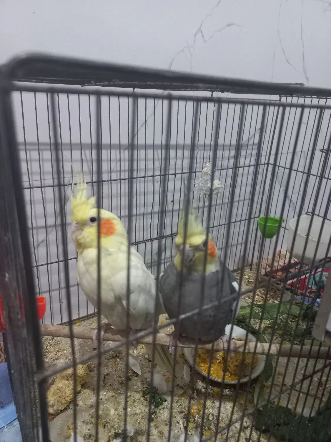 مولد|پرنده|شیراز, شهرک سعدی|دیوار