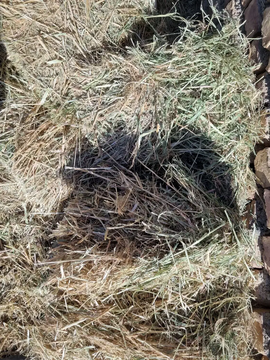 کاه پرس کاه ارزن (گاورس)|حیوانات مزرعه|جلگه ماژان, |دیوار