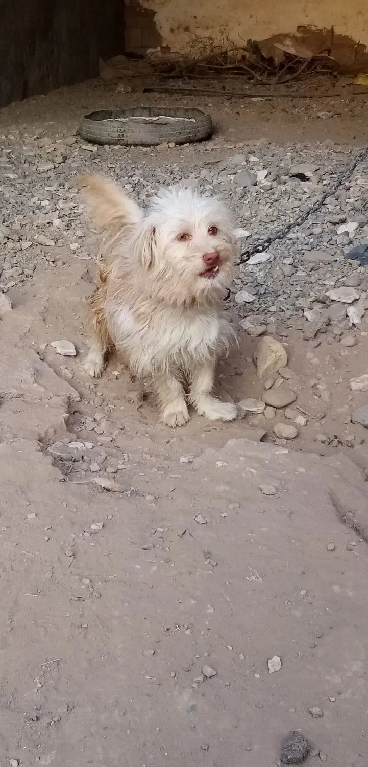 سگ پشمالو|سگ|تایباد, |دیوار