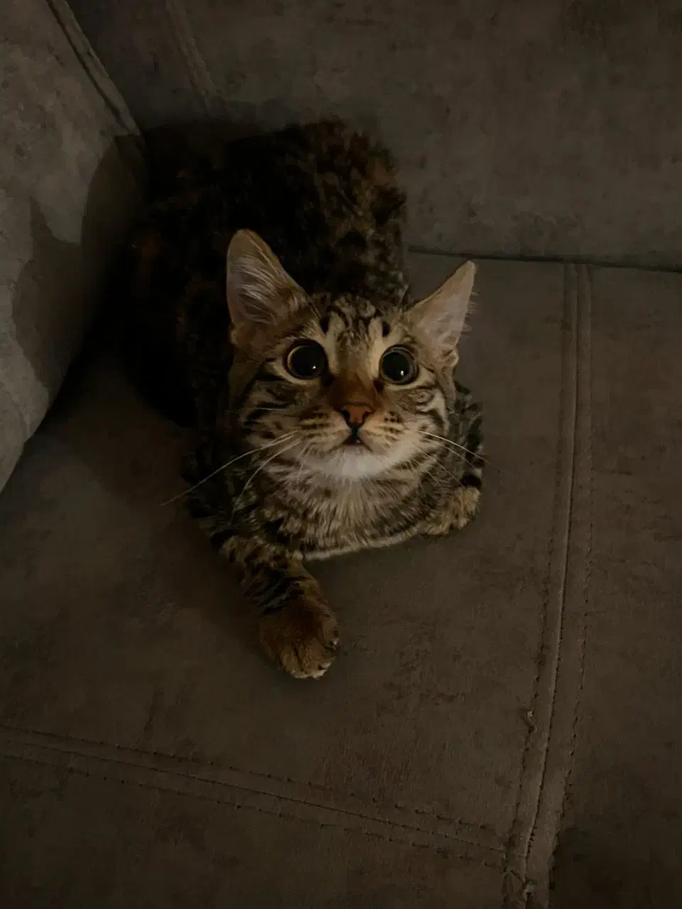 گربه خونگی شیراز و صدرا|گربه|صدرا-فارس, فاز ۱|دیوار