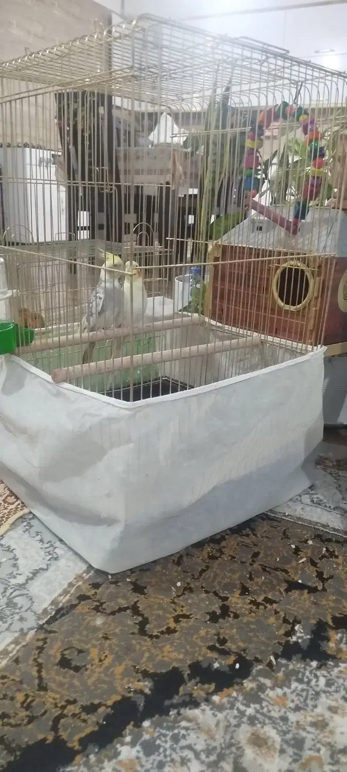 جفت به شرط تخم و جوجه|پرنده|داورزن, |دیوار