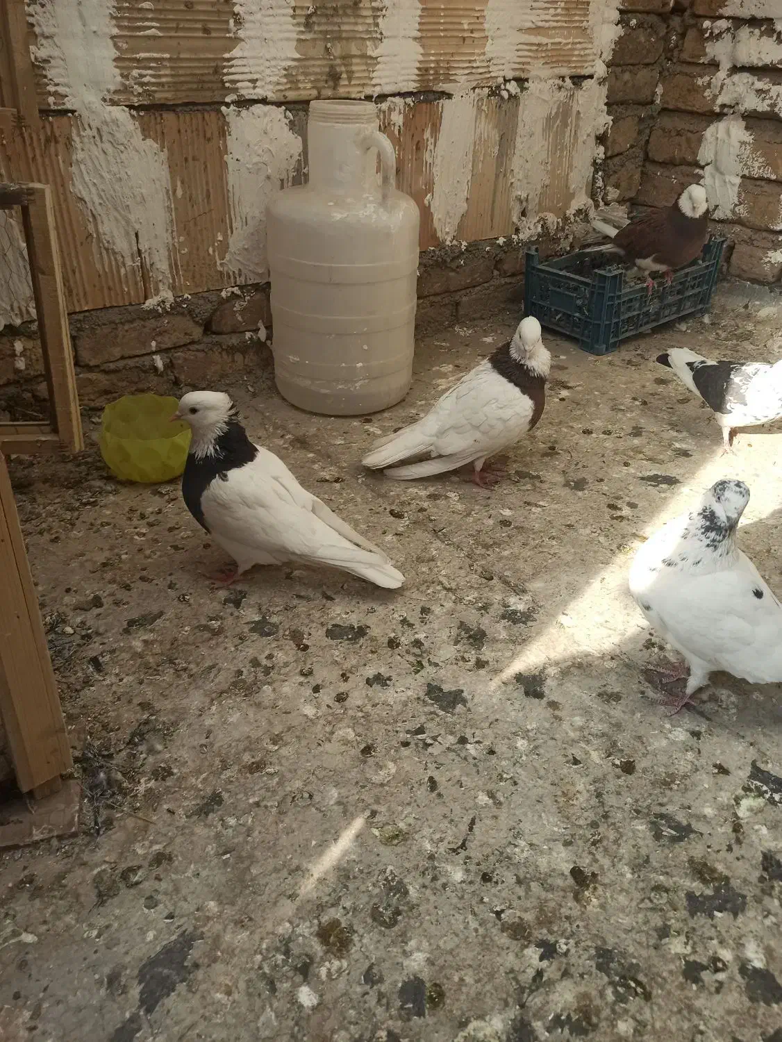 یک جفت طوقی|پرنده|قرچک, صالح آباد|دیوار