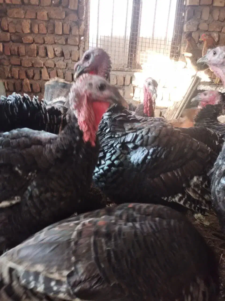 بوقلمون|حیوانات مزرعه|ساوه, |دیوار