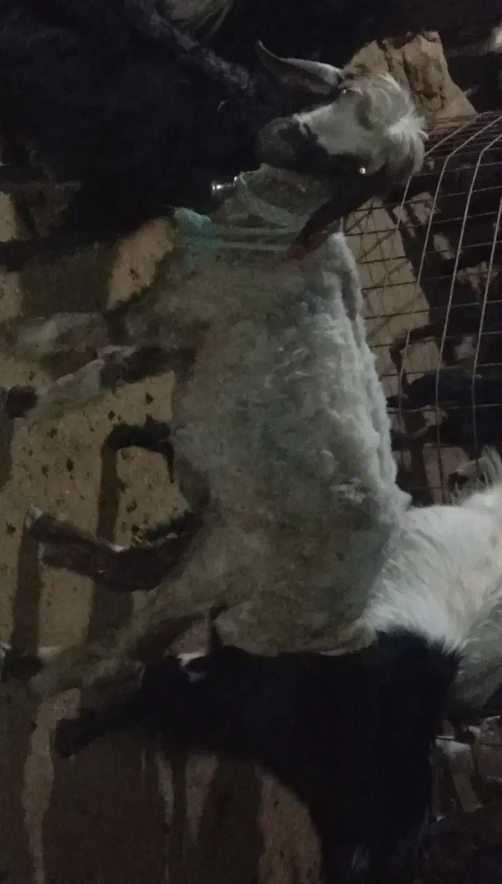 برهماده|حیوانات مزرعه|جره و بالاده, |دیوار