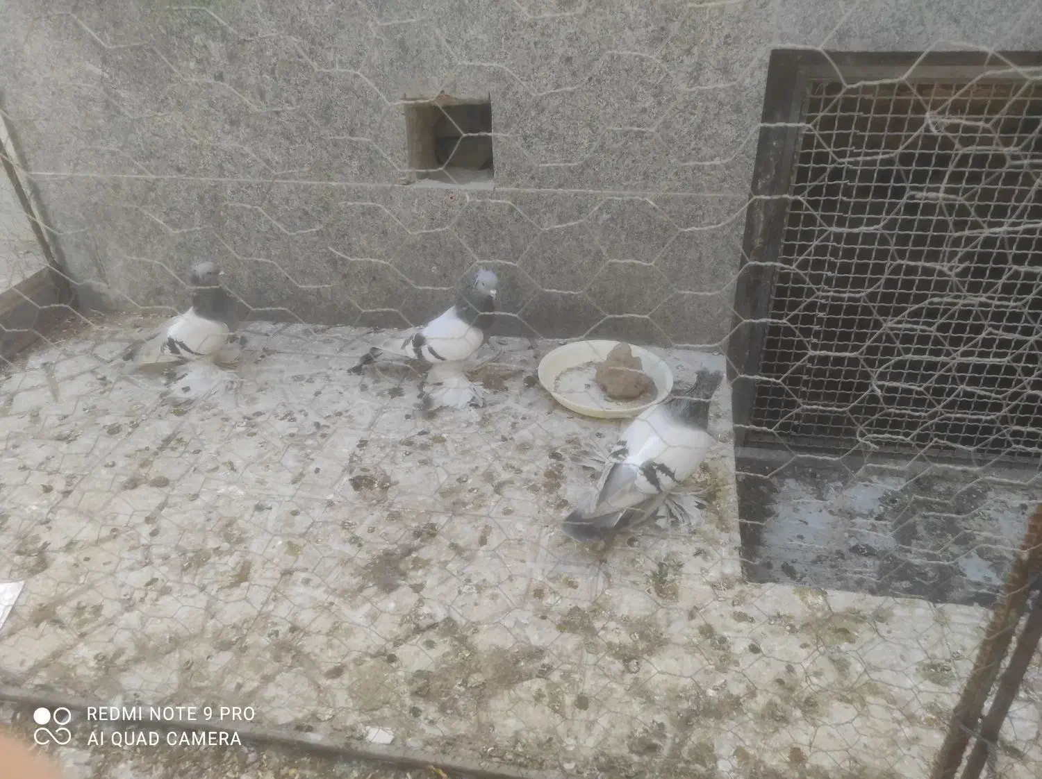 کبوتر|پرنده|عجب شیر, |دیوار