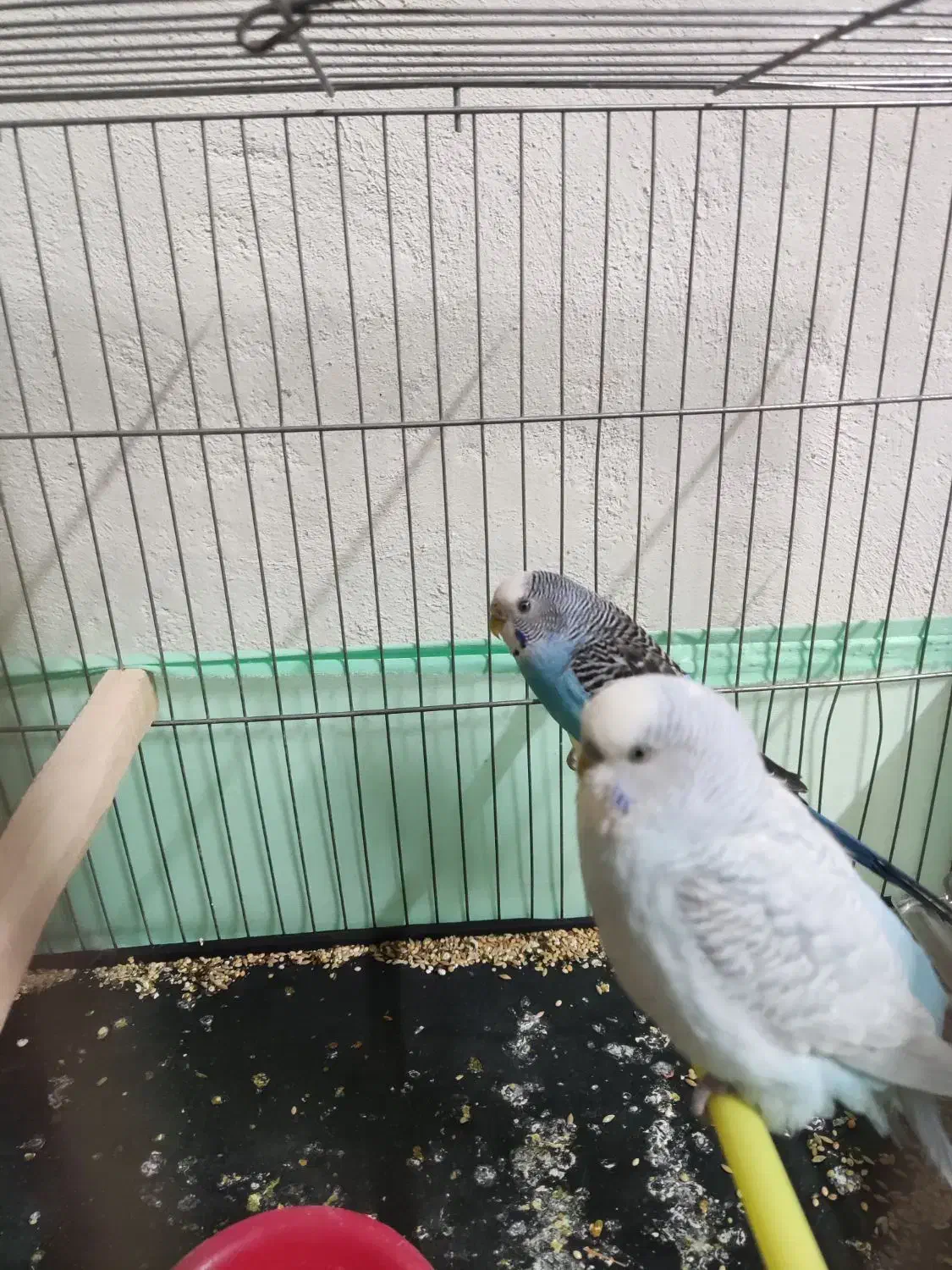 عروس مرغ عشق|پرنده|گلستان (تهران), |دیوار