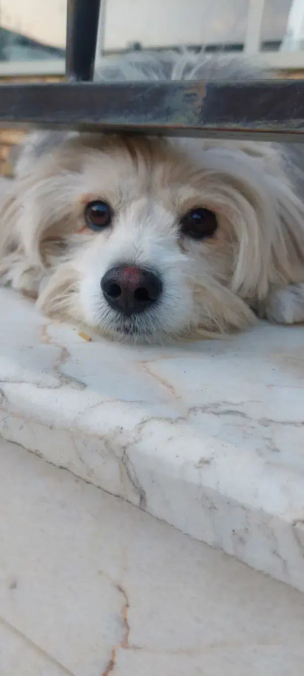 گمشده|حیوانات|نجف‌آباد, امام خمینی|دیوار