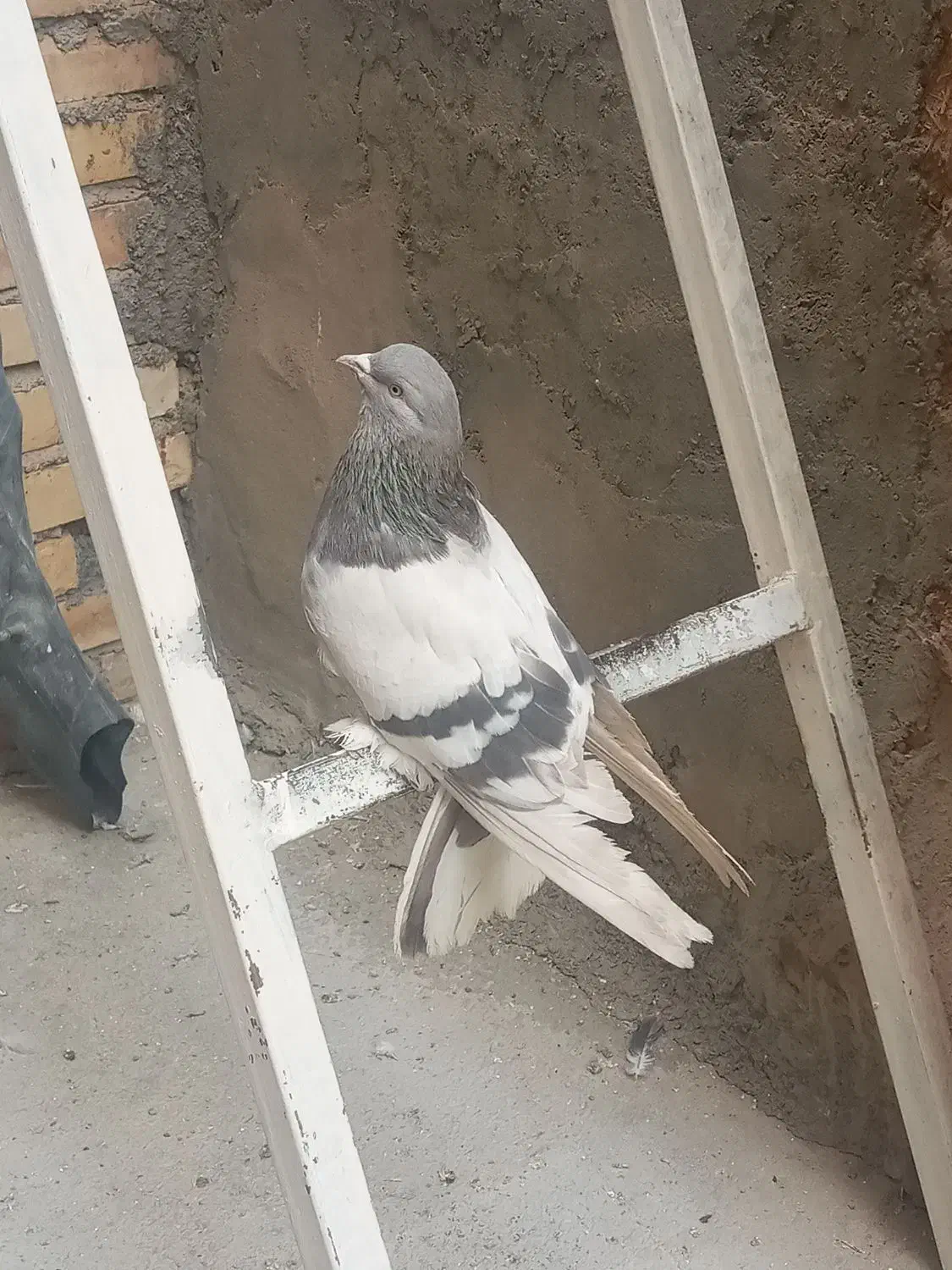 فروش کبوتر نقره ای و شازده بدرد بخور|پرنده|فرخ‌شهر, |دیوار