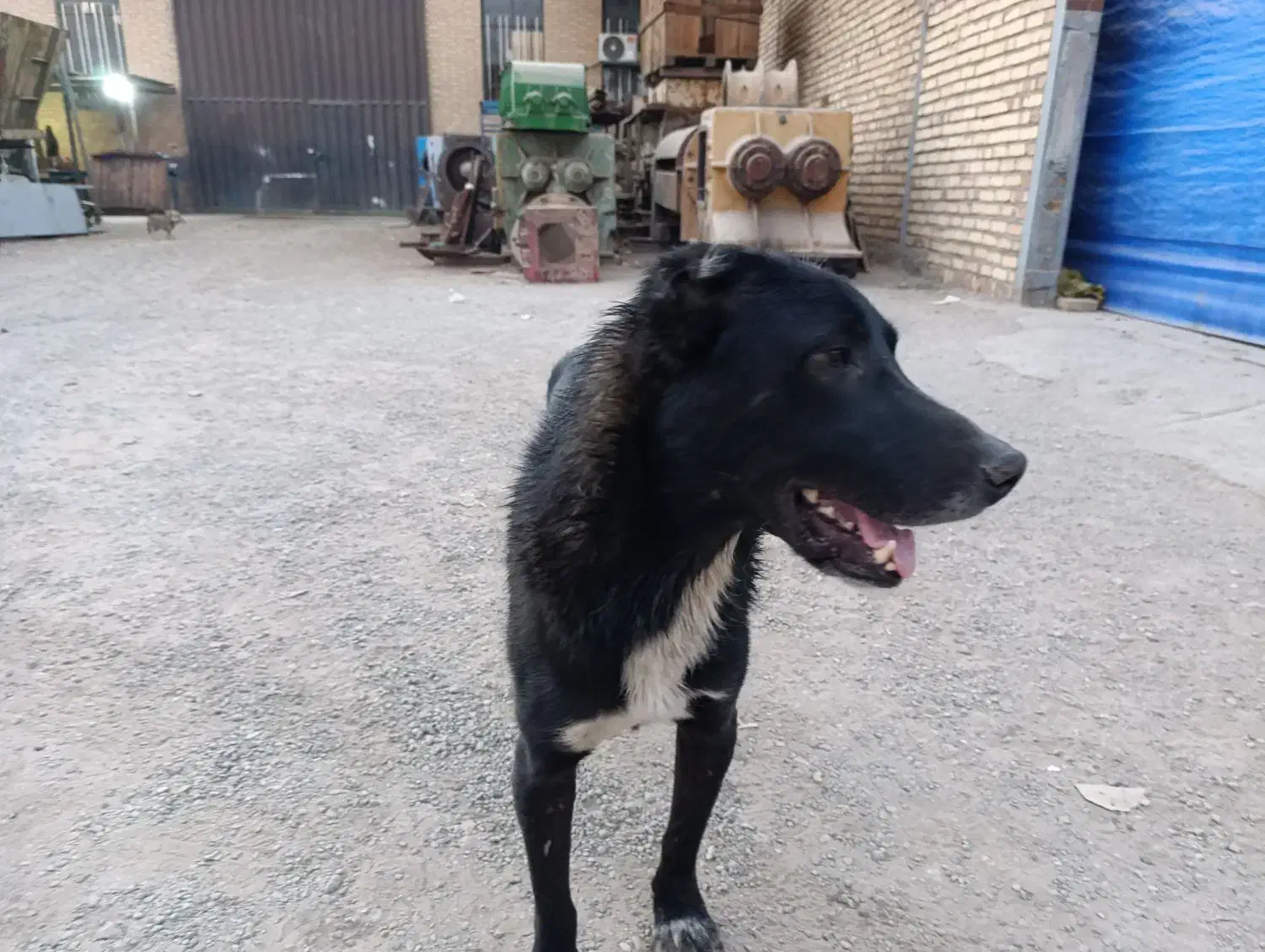 سگ نگهبان نژاد خراسانی با افغان|سگ|پاکدشت, پاکدشت (مامازند)|دیوار