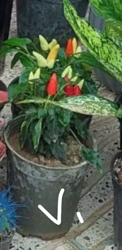 .حراجی۸۰گل|حراج|بروجرد, |دیوار