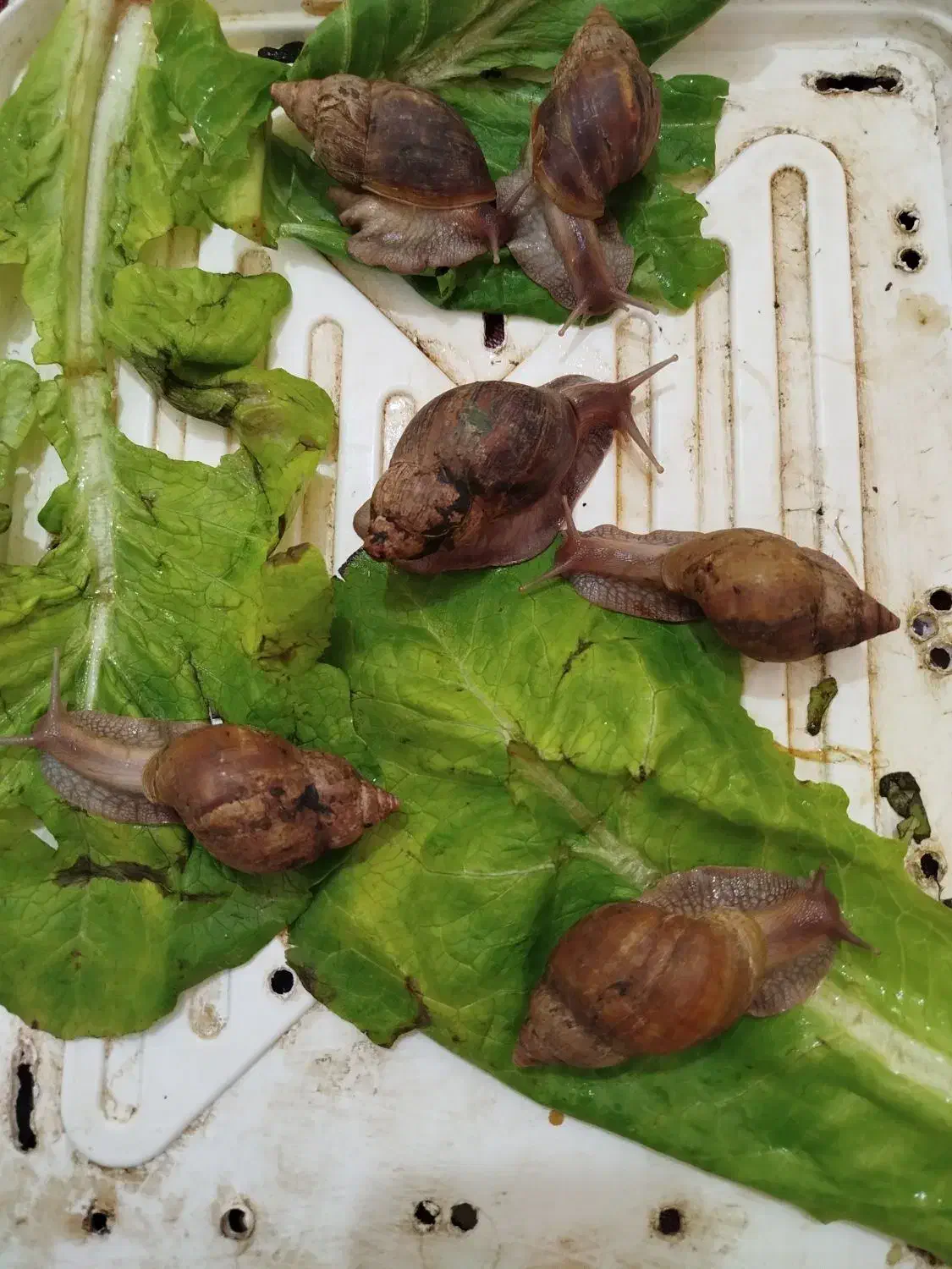 حلزون مولد|خزنده|شیراز, مسلم|دیوار