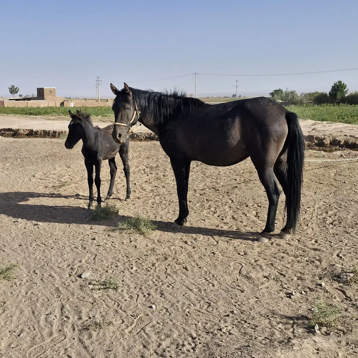 اسب و کره اسب|اسب و تجهیزات اسب‌سواری|سبزوار, ابارش|دیوار