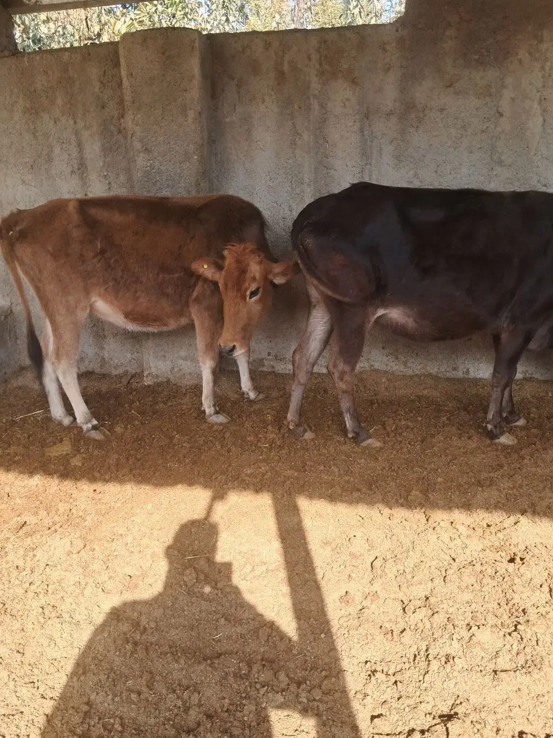 گاو|حیوانات مزرعه|هشتگرد, تهران دشت|دیوار