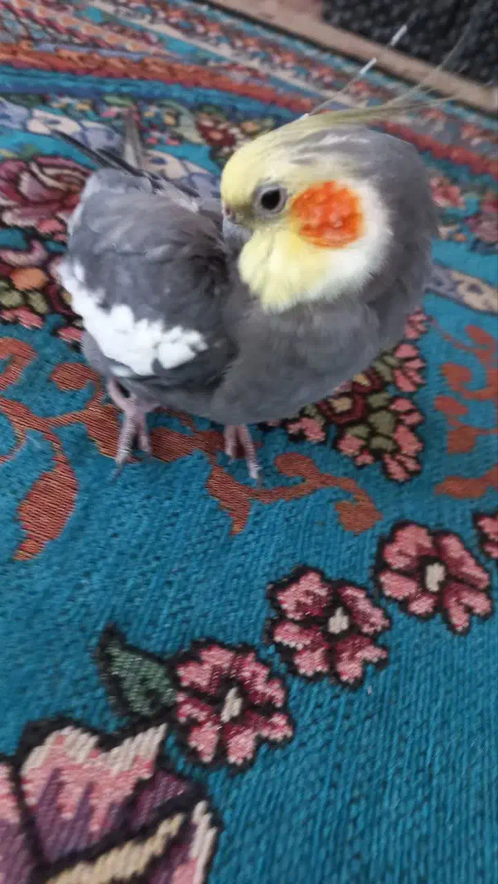 فروش ویژه عروس هلندی نر بالغ طوسی|پرنده|بافق, |دیوار