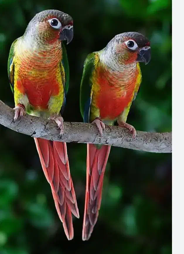 گرینچیک گیرینچیک ملنگو  گالارز|پرنده|تهران, دردشت|دیوار