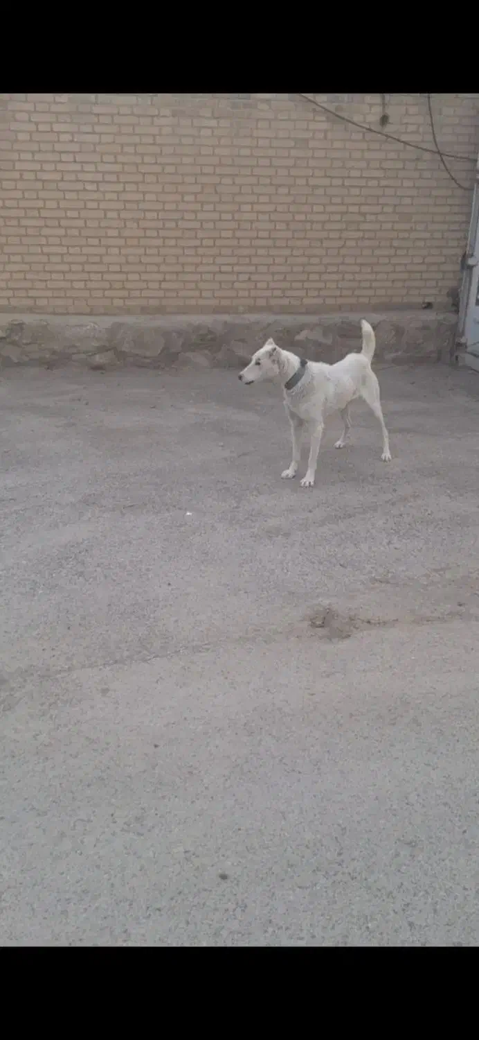 واگذاری سگ گله و نگهبان|سگ|مشهد, میان ولایت|دیوار